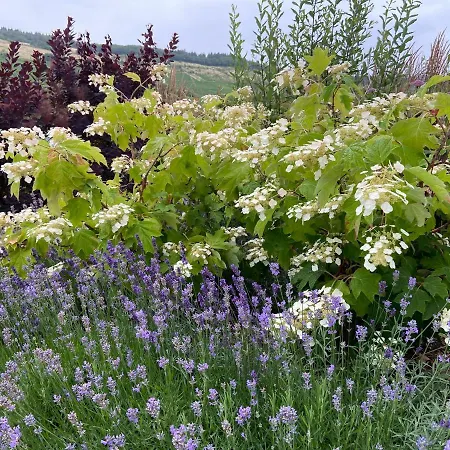 Weinbergblick * Mehring (Rhineland-Palatinate)