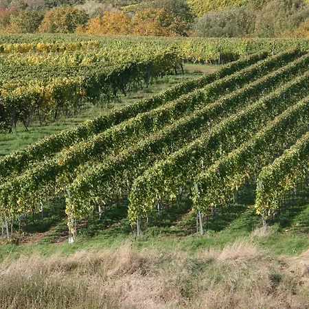 Weinbergblick *